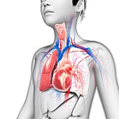 Boy's chest anatomy, illustration