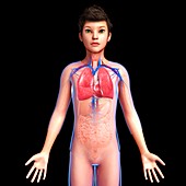Boy's respiratory system, illustration