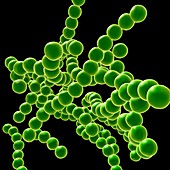 Drug resistant Streptococcus bacteria, illustration