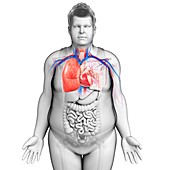 Male chest anatomy, illustration