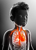 Child's cardiovascular system, illustration