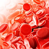 Red blood cells, illustration