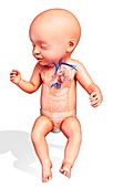 Baby's heart, illustration