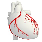 Coronary arteries, illustration