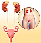 Female urinary and reproductive systems, illustration