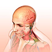 Male head and chest anatomy, illustration