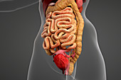 Female anatomy and digestive system