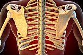 Ligaments of the human shoulder
