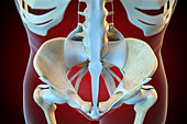 Ligaments of the human pelvis