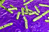 Bifidobacterium bacteria, illustration