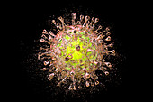 Destruction of Cytomegalovirus, illustration