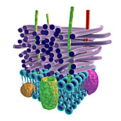 Gram-positive bacterial cell wall, illustration