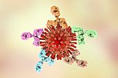 Antibodies attaching HIV particles, illustration