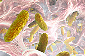 Klebsiella pneumoniae bacteria, illustration