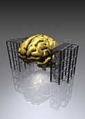 Human brain between two metal structures