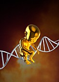 Human foetus and DNA strand