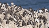 Guillemot colony