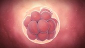 Human 16-cell embryo