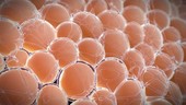 Fat cells, animation