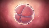 Early human embryo