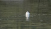 Black-headed gull