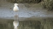 Young herring gull by water