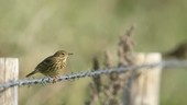 Meadow pipit