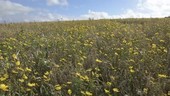 Wheat and wildflowers