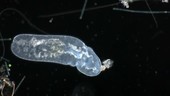 Flatworm in pond water