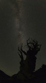 Bristlecone pine and star trails, time-exposure footage