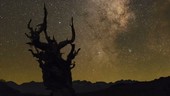 Bristlecone pine and night sky, time-lapse footage