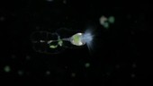 Stephanoceros rotifer, light microscopy footage