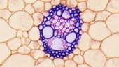 Vascular tissue in monocot plant stem, light microscopy