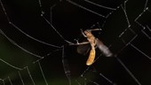 Insect escaping from a spider's web