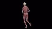 Human muscle figure running, rotating animation