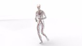 Human blood and nerves figure running, rotating animation