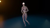Human blood and nerves figure running, rotating animation