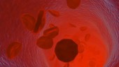 Blood cells in a vessel, animation