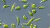 Euglena algal bloom, LM