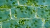 Aquatic leaf chloroplast, LM