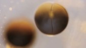 Cell division in a fertilised egg, timelapse
