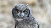 Spotted eagle owl head-bobbing