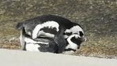 African penguins mating
