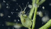 Bladderwort carnivorous plant trap and prey