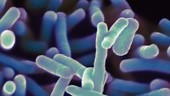Shigella dysenteriae bacteria, SEM