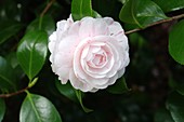 Camellia 'Margerite Gouillon'