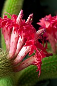 Flowers of Cleistocactus winteri