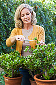 Woman cutting Crassula ovata