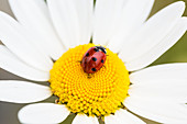 Ladybug on a daisy