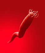 Hookworm tail, illustration